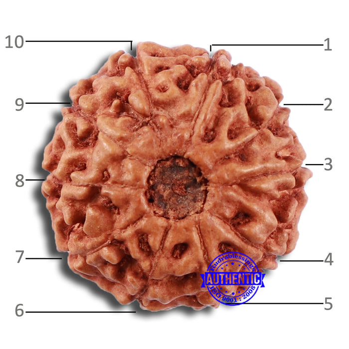 10 Mukhi Rudraksha from Indonesia - Bead No. 45