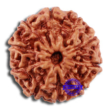 Load image into Gallery viewer, 10 Mukhi Rudraksha from Indonesia - Bead No. 45
