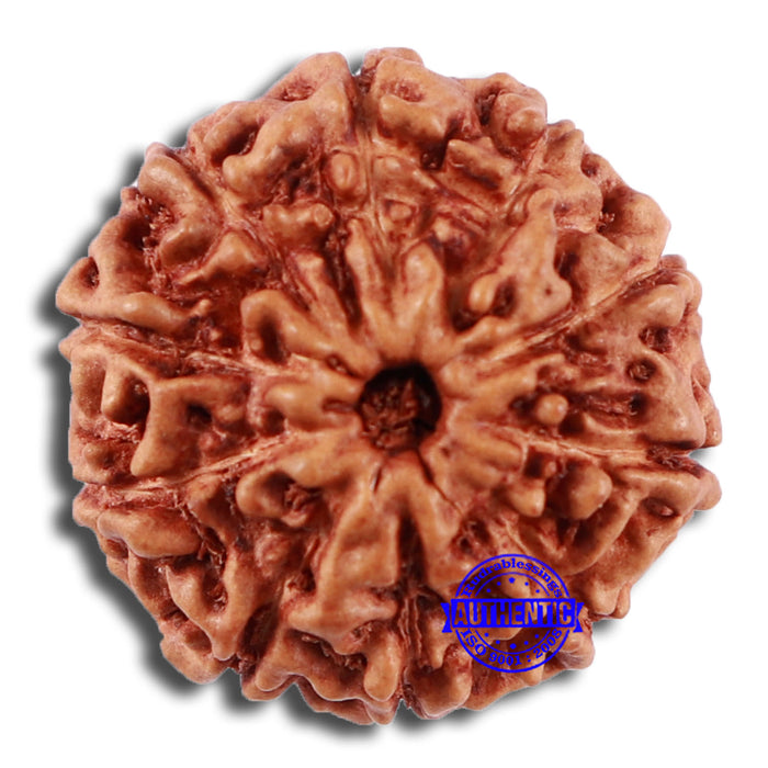 10 Mukhi Rudraksha from Indonesia - Bead No. 45