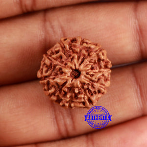 10 Mukhi Rudraksha from Indonesia - Bead No. 45