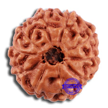 Load image into Gallery viewer, 10 Mukhi Rudraksha from Indonesia - Bead No. 46

