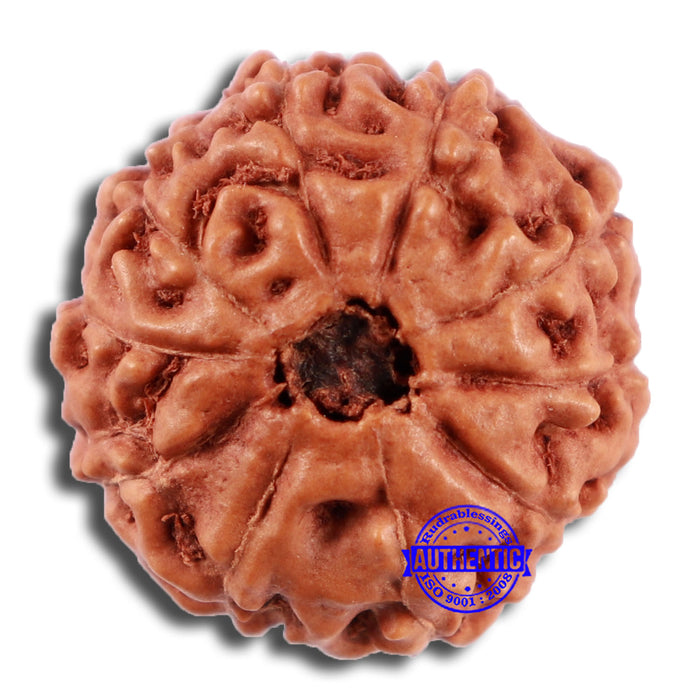 10 Mukhi Rudraksha from Indonesia - Bead No. 46