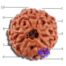 Load image into Gallery viewer, 10 Mukhi Rudraksha from Indonesia - Bead No. 46
