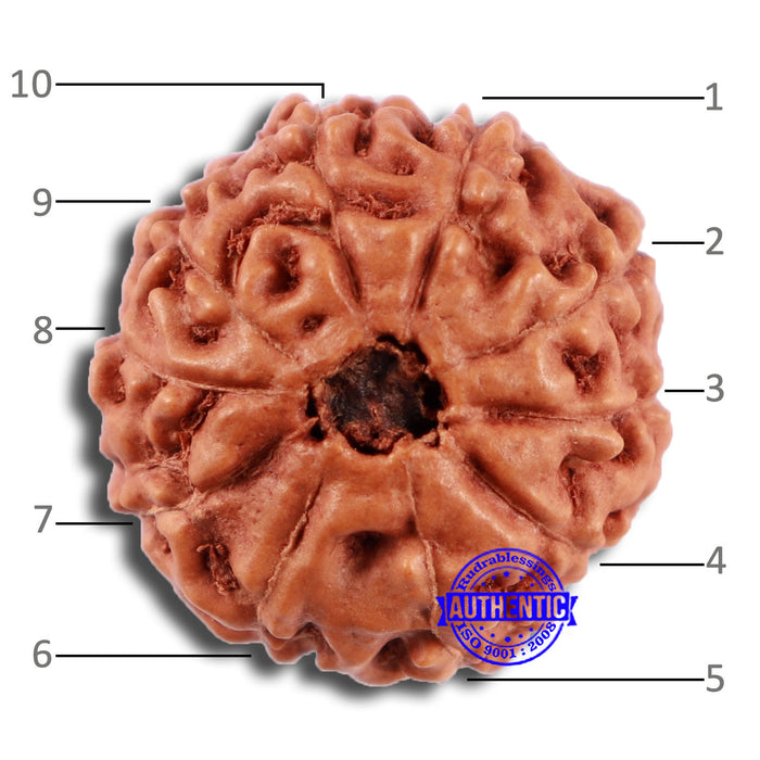 10 Mukhi Rudraksha from Indonesia - Bead No. 46