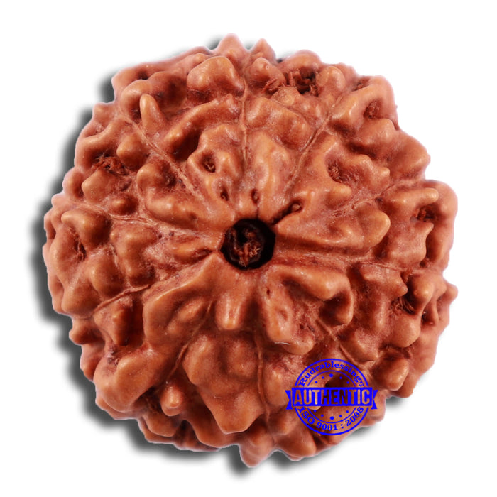 10 Mukhi Rudraksha from Indonesia - Bead No. 46