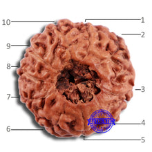Load image into Gallery viewer, 10 Mukhi Rudraksha from Indonesia - Bead No. 47
