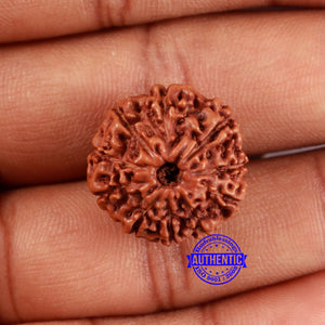 10 Mukhi Rudraksha from Indonesia - Bead No. 47