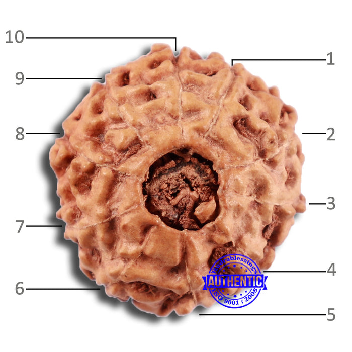 10 Mukhi Rudraksha from Indonesia - Bead No. 48