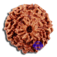 Load image into Gallery viewer, 10 Mukhi Rudraksha from Indonesia - Bead No. 48
