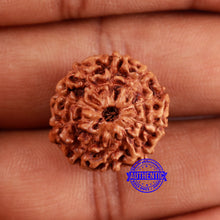 Load image into Gallery viewer, 10 Mukhi Rudraksha from Indonesia - Bead No. 48

