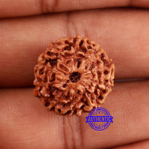 10 Mukhi Rudraksha from Indonesia - Bead No. 48