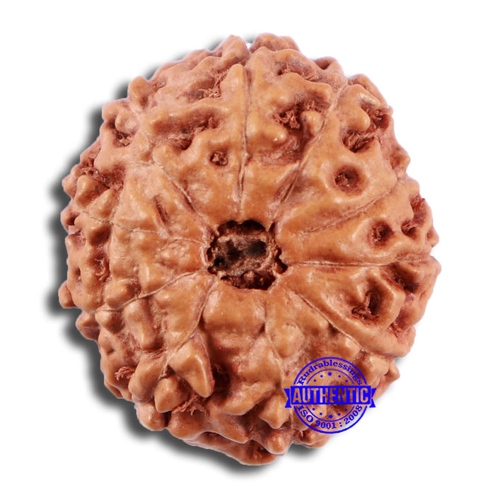 10 Mukhi Rudraksha from Indonesia - Bead No. 49