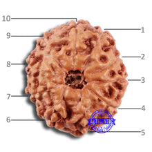 Load image into Gallery viewer, 10 Mukhi Rudraksha from Indonesia - Bead No. 49
