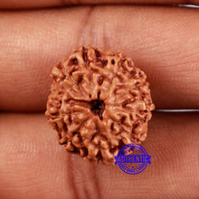 Load image into Gallery viewer, 10 Mukhi Rudraksha from Indonesia - Bead No. 49
