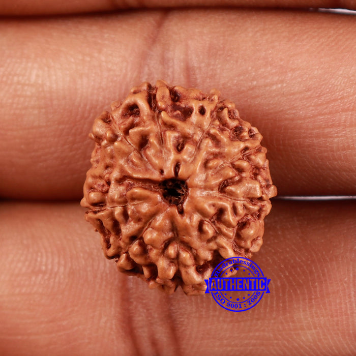 10 Mukhi Rudraksha from Indonesia - Bead No. 49