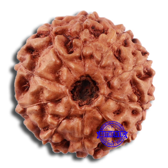 10 Mukhi Rudraksha from Indonesia - Bead No. 50
