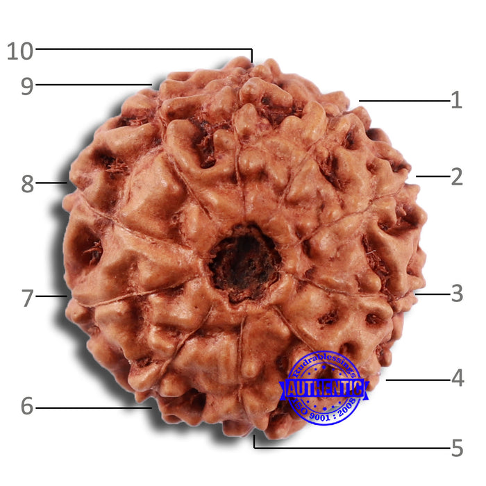 10 Mukhi Rudraksha from Indonesia - Bead No. 50