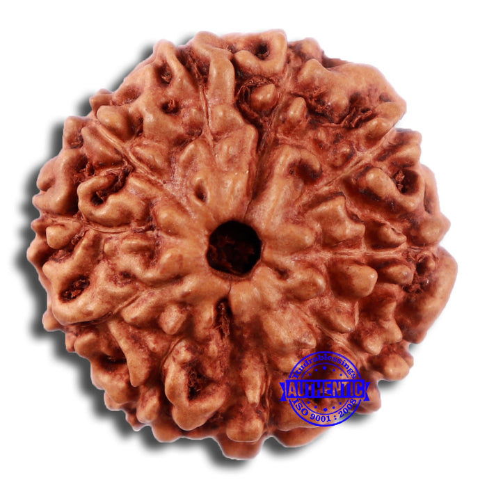 10 Mukhi Rudraksha from Indonesia - Bead No. 50