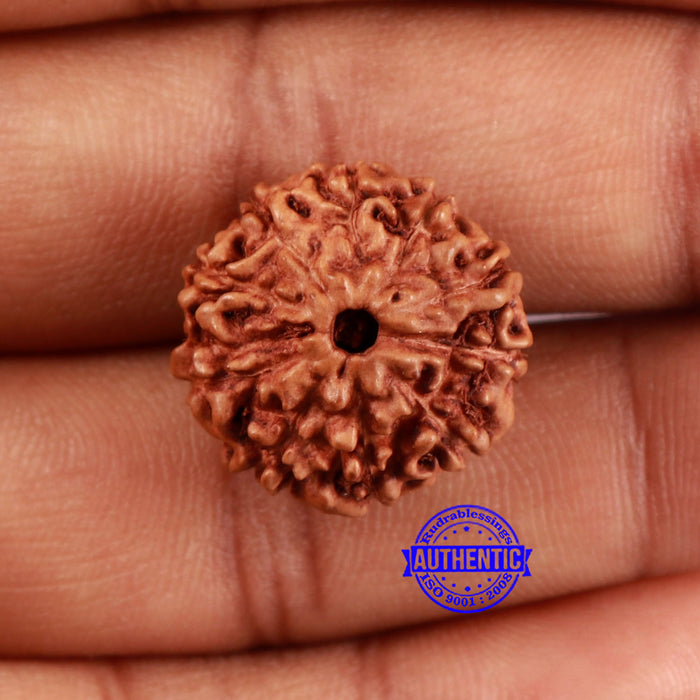 10 Mukhi Rudraksha from Indonesia - Bead No. 50
