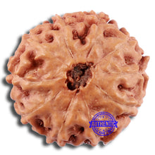 Load image into Gallery viewer, 10 Mukhi Rudraksha from Indonesia - Bead No. 51
