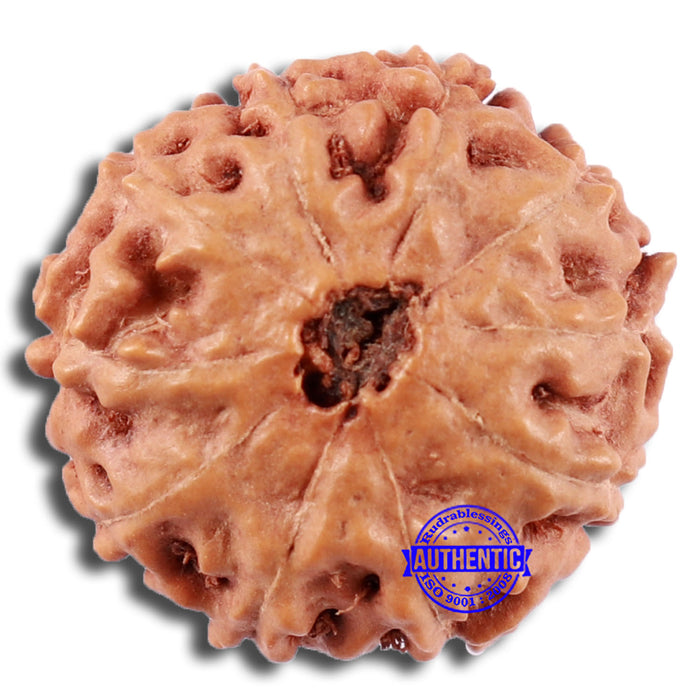10 Mukhi Rudraksha from Indonesia - Bead No. 51