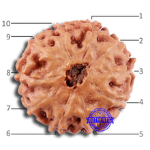 Load image into Gallery viewer, 10 Mukhi Rudraksha from Indonesia - Bead No. 51
