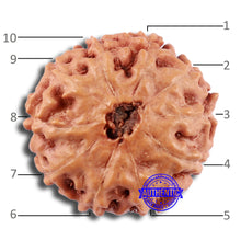 Load image into Gallery viewer, 10 Mukhi Rudraksha from Indonesia - Bead No. 51
