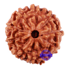 Load image into Gallery viewer, 10 Mukhi Rudraksha from Indonesia - Bead No. 51
