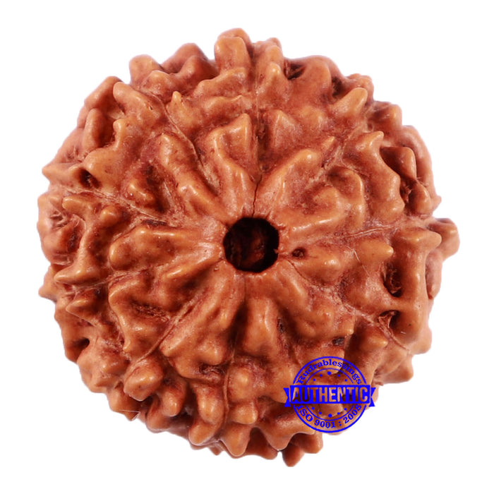 10 Mukhi Rudraksha from Indonesia - Bead No. 51