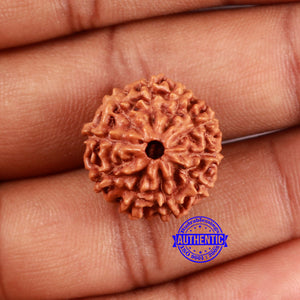 10 Mukhi Rudraksha from Indonesia - Bead No. 51