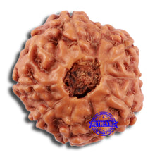 Load image into Gallery viewer, 10 Mukhi Rudraksha from Indonesia - Bead No. 52
