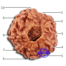 Load image into Gallery viewer, 10 Mukhi Rudraksha from Indonesia - Bead No. 52
