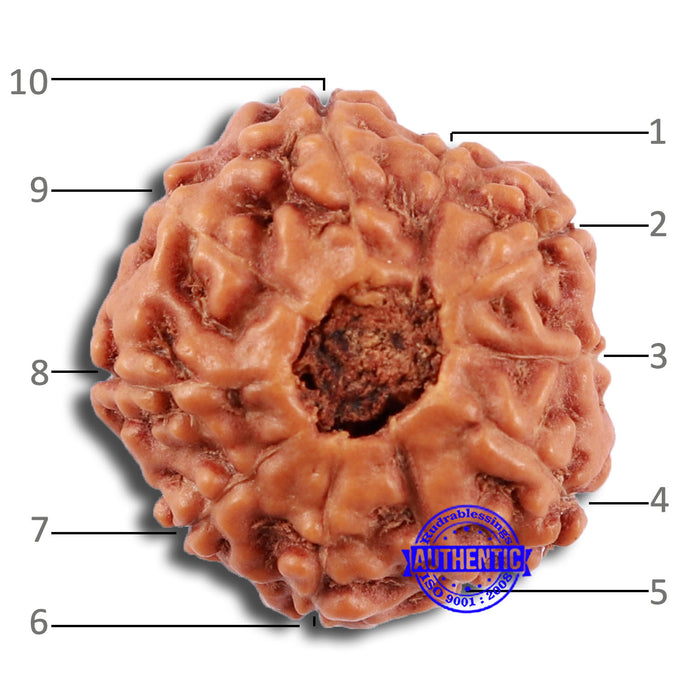 10 Mukhi Rudraksha from Indonesia - Bead No. 52