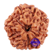 Load image into Gallery viewer, 10 Mukhi Rudraksha from Indonesia - Bead No. 52
