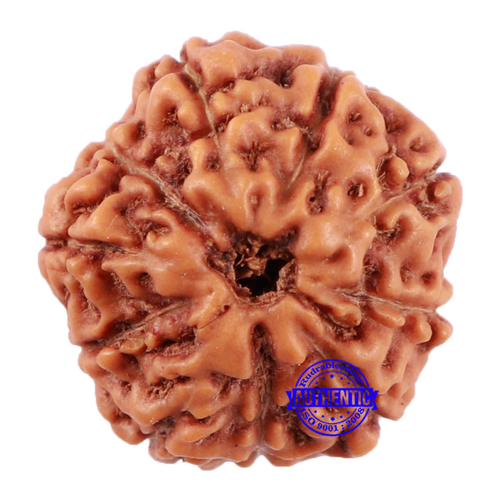 10 Mukhi Rudraksha from Indonesia - Bead No. 52