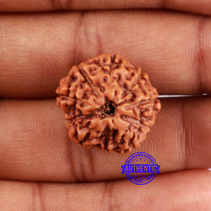 10 Mukhi Rudraksha from Indonesia - Bead No. 52
