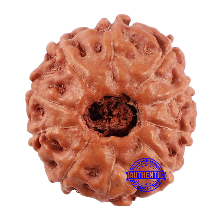 10 Mukhi Rudraksha from Indonesia - Bead No. 53