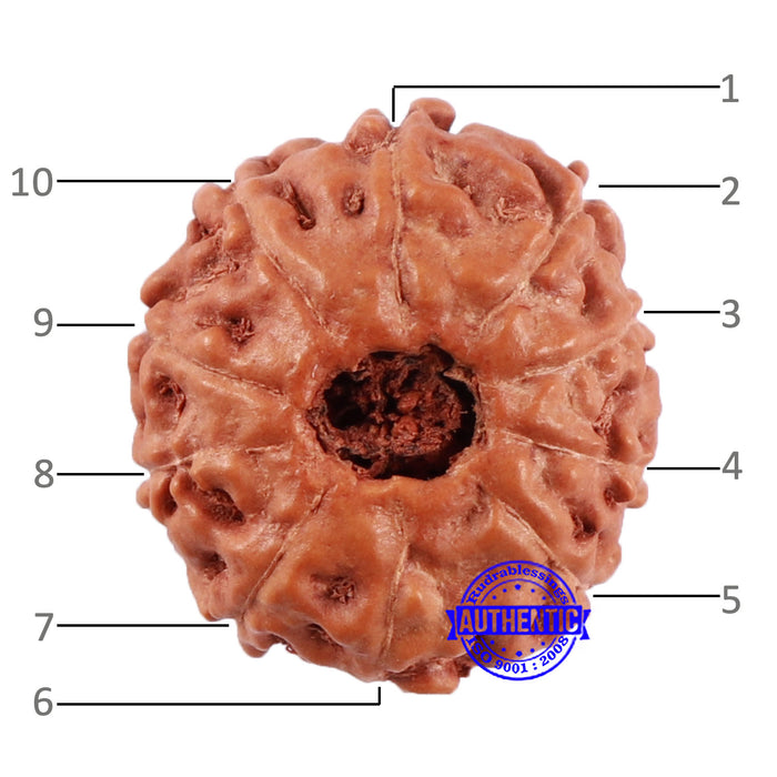 10 Mukhi Rudraksha from Indonesia - Bead No. 53