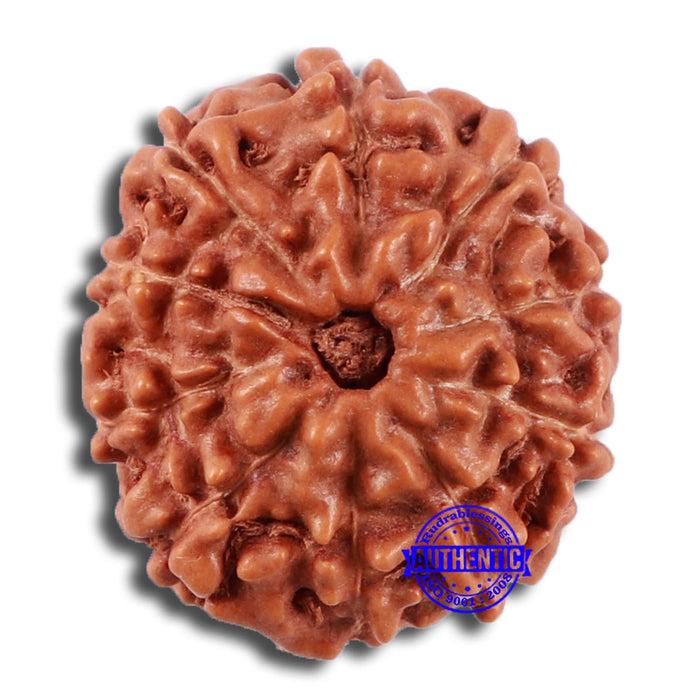 10 Mukhi Rudraksha from Indonesia - Bead No. 53
