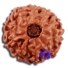 Load image into Gallery viewer, 10 Mukhi Rudraksha from Indonesia - Bead No. 54
