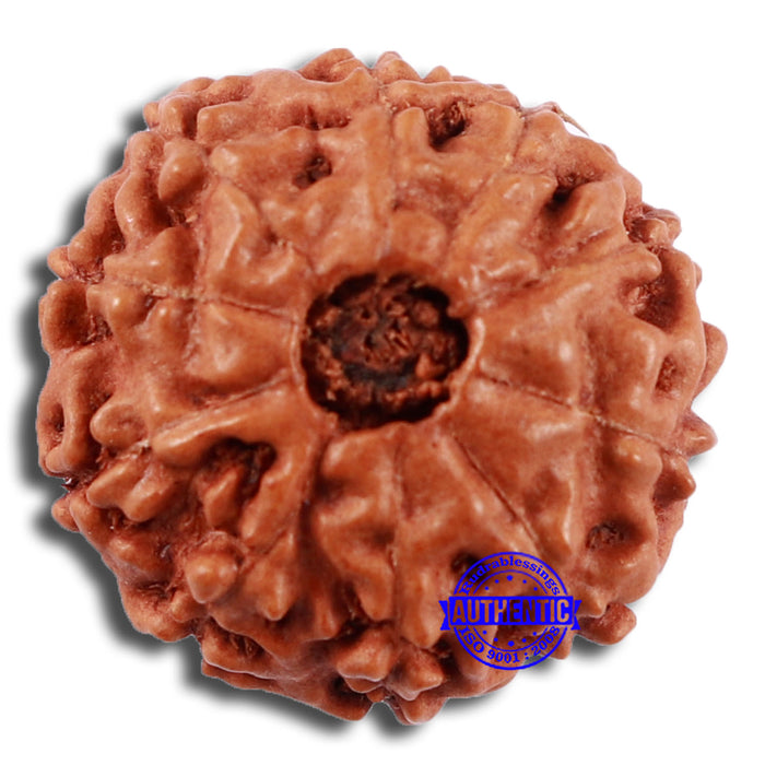 10 Mukhi Rudraksha from Indonesia - Bead No. 54