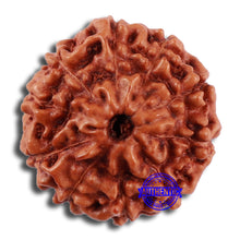 Load image into Gallery viewer, 10 Mukhi Rudraksha from Indonesia - Bead No. 54
