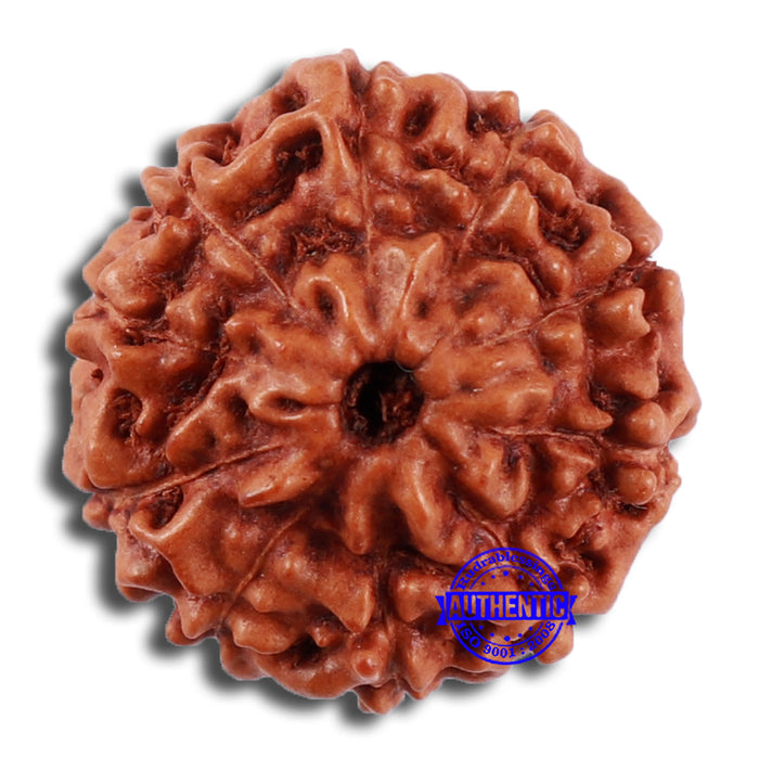 10 Mukhi Rudraksha from Indonesia - Bead No. 54