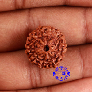 10 Mukhi Rudraksha from Indonesia - Bead No. 54