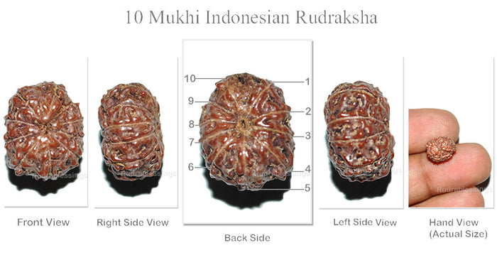 10 Mukhi Rudraksha from Indonesia - Bead No. 143