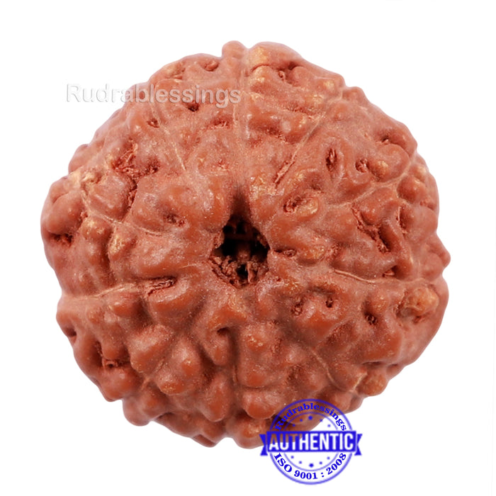 10 Mukhi Rudraksha from Indonesia - Bead No. 178