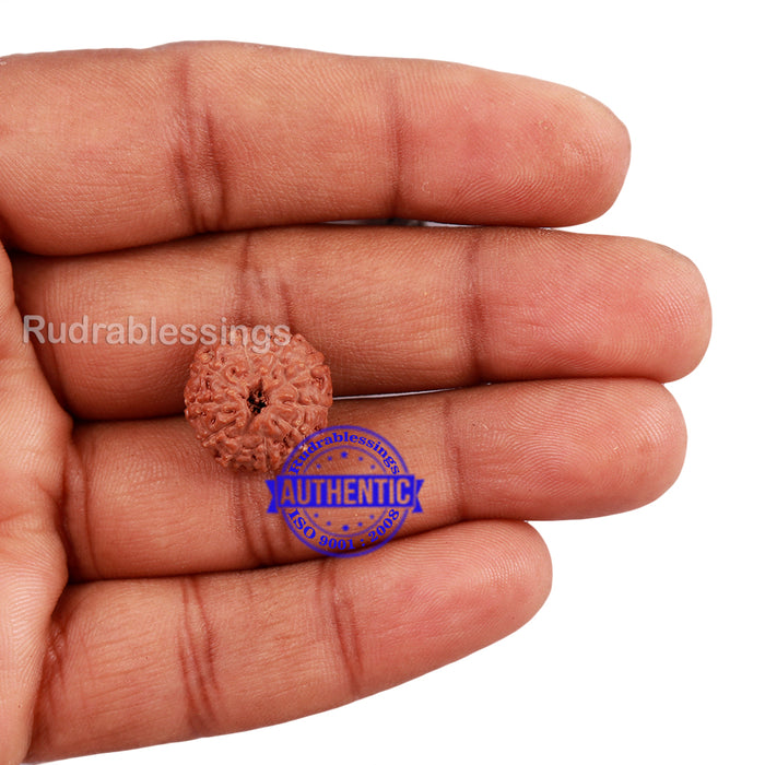 10 Mukhi Rudraksha from Indonesia - Bead No. 178