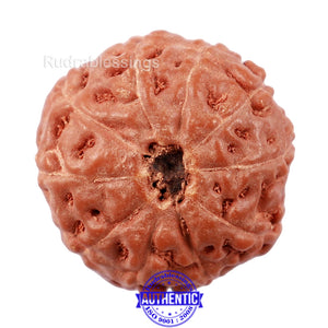 10 Mukhi Rudraksha from Indonesia - Bead No. 178