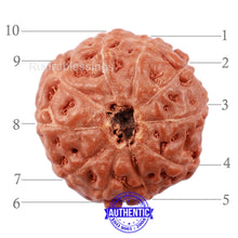 Load image into Gallery viewer, 10 Mukhi Rudraksha from Indonesia - Bead No. 178
