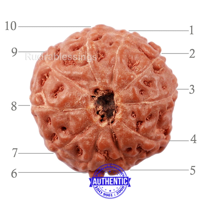 10 Mukhi Rudraksha from Indonesia - Bead No. 178